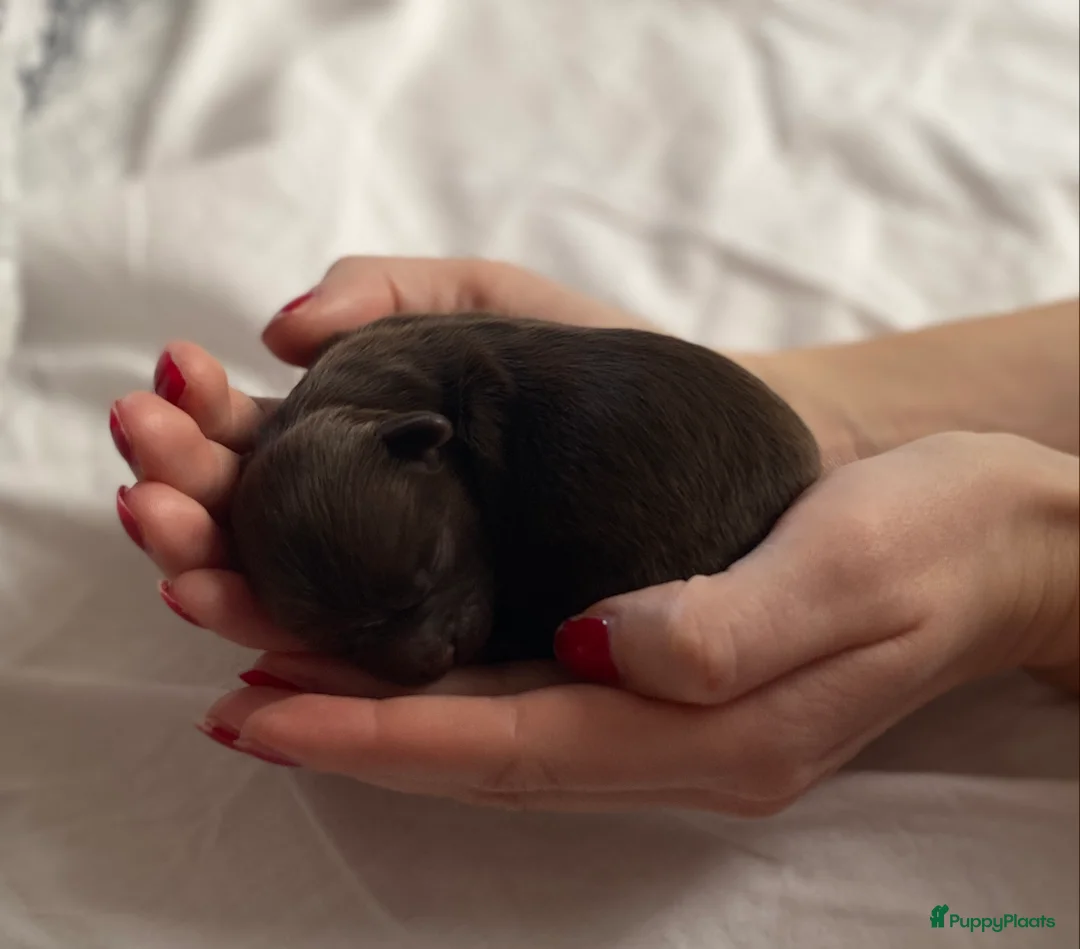 Shihpoo honden te koop: Prachtige choco Shihpoo’s te reserveren - Advertentie 1