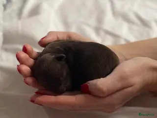 Shihpoo honden Prachtige choco Shihpoo’s te reserveren - Advertentie 5