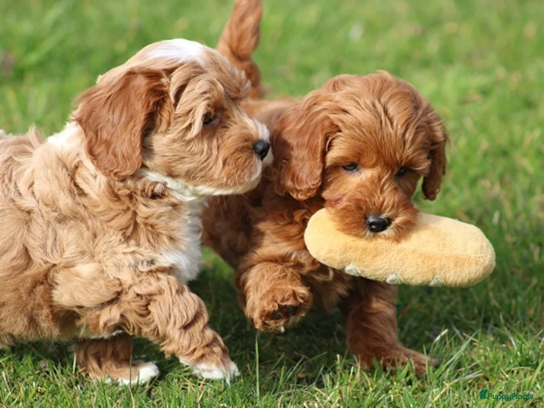 Maltipoo honden te koop: Knappe Maltipoo pups. - Advertentie 1