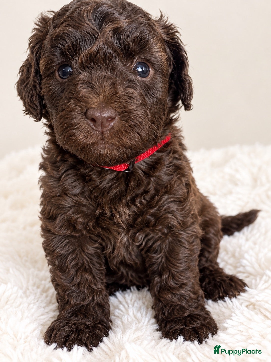 Maltipoo honden Maltipoo  - Advertentie 2
