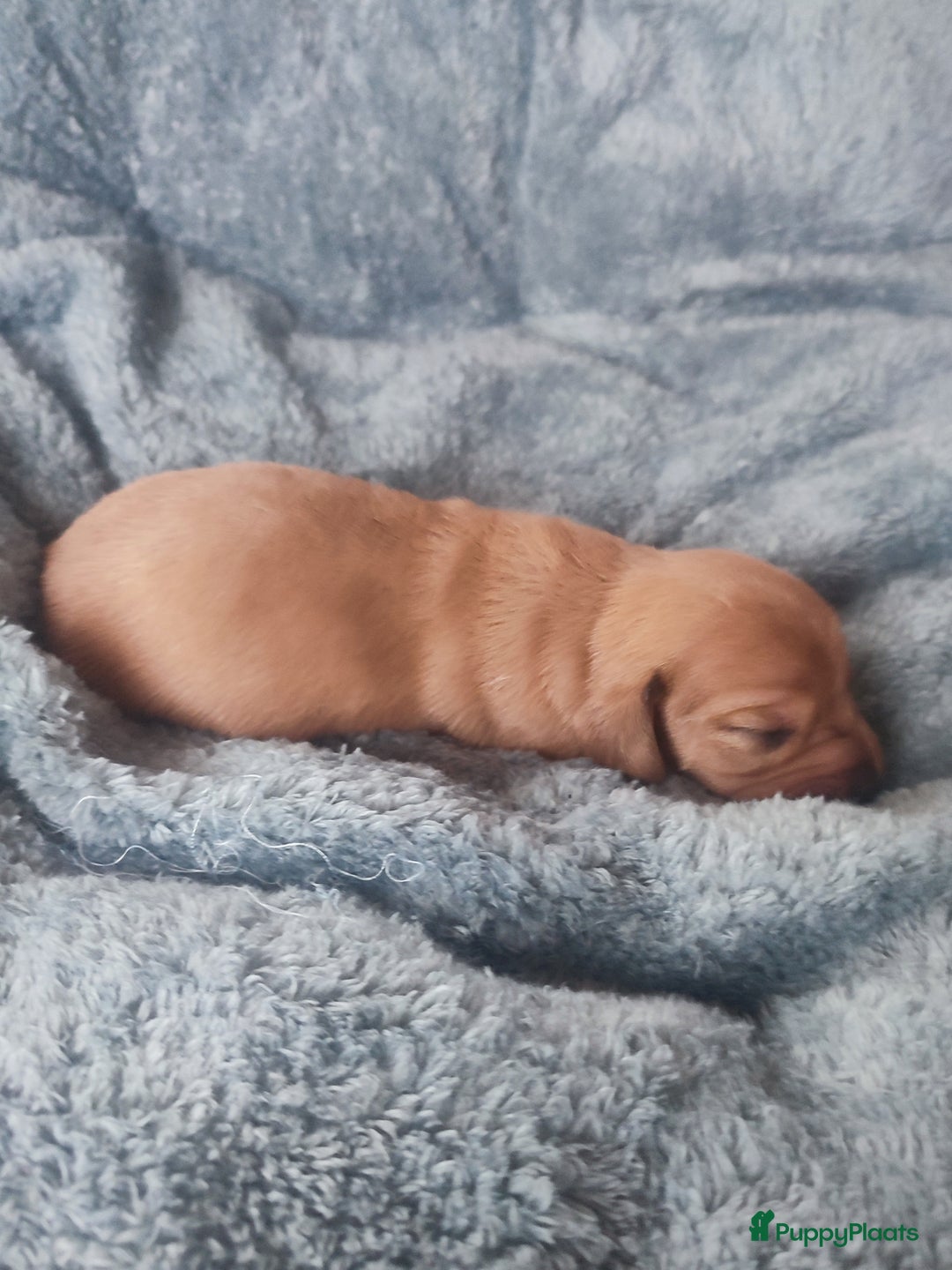 Teckel (korthaar)  honden te koop: Prachtige dwergteckel pupjes - Advertentie 10