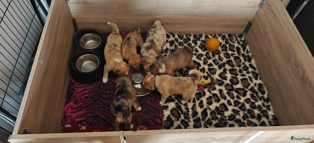 Kruising honden te koop: Borsky pup, Husky x Border Collie - Afbeelding 17