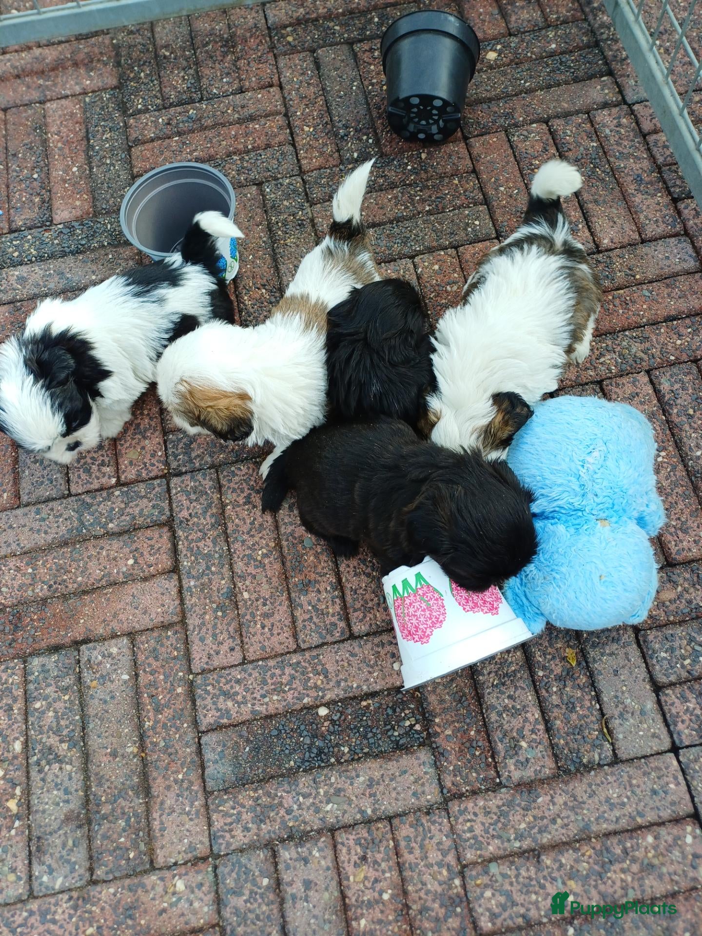 Shih Tzu honden Lieve leuke raszuiver shih tzu pups - Advertentie 3