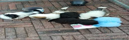 Shih Tzu honden te koop: Lieve leuke raszuiver shih tzu pups - Advertentie 1