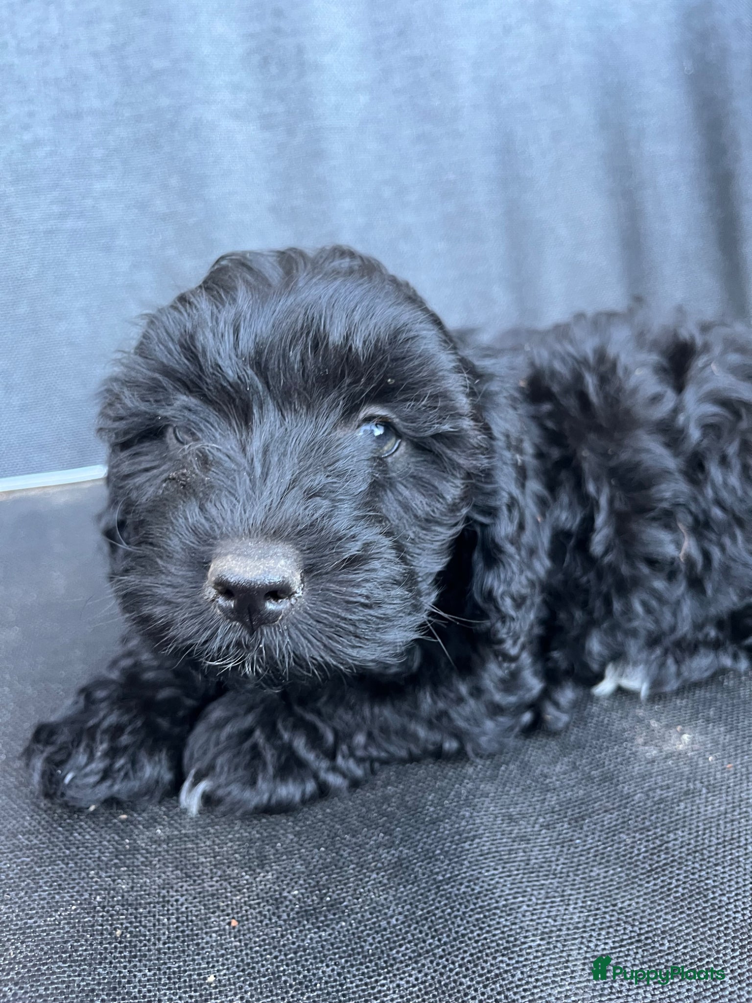Maltipoo Puppy 5