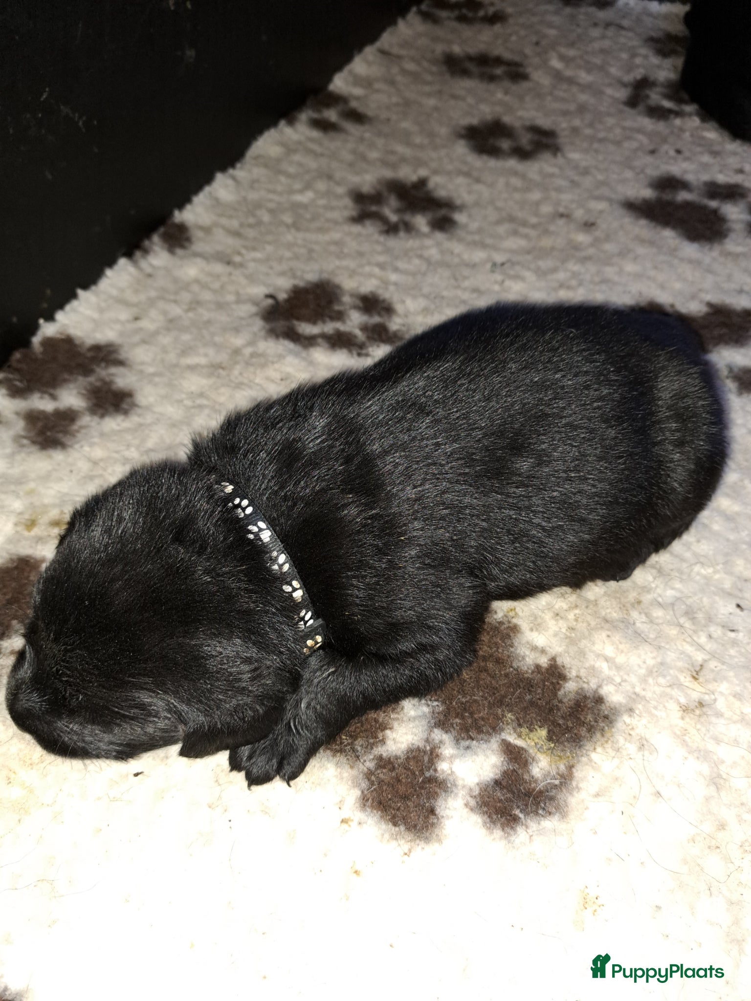 Labrador Retriever honden Schitterende zwarte labrador pups - Advertentie 2