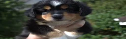 Australian Shepherd honden te koop: Miniature American Shepherd - Advertentie 4