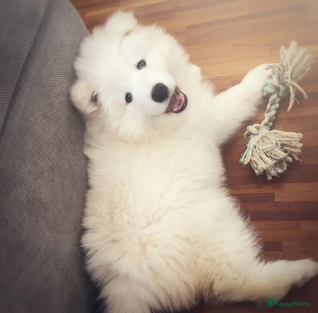 Samojeed honden te koop: Samojeed pups - Advertentie 1