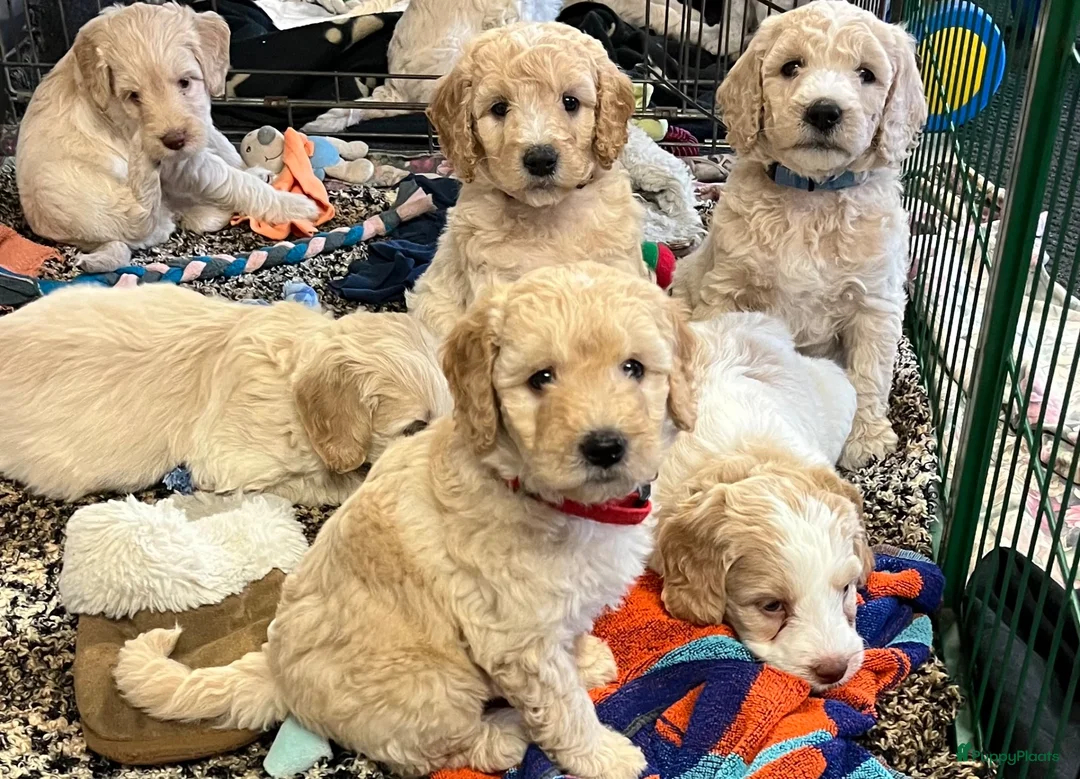 Labradoodle honden te koop: Mooie blonde Labradoodle 🐶 pups.  - Advertentie 1