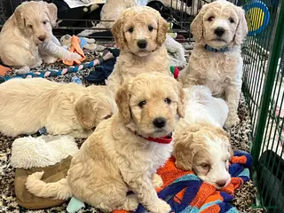 Labradoodle honden Mooie blonde Labradoodle 🐶 pups. - Advertentie 1