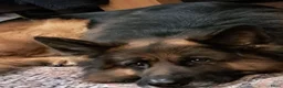 Duitse Herder honden te koop: Langstokharige Duitse Herder puppies zw.en zw/br  - Advertentie 7
