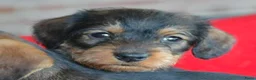 Kruising honden te koop: Supermooie teckel pups - Advertentie 9