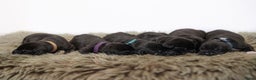 Duitse Dog honden te koop: Duitse dog pups zwart-wit met stamboom  - Advertentie 5