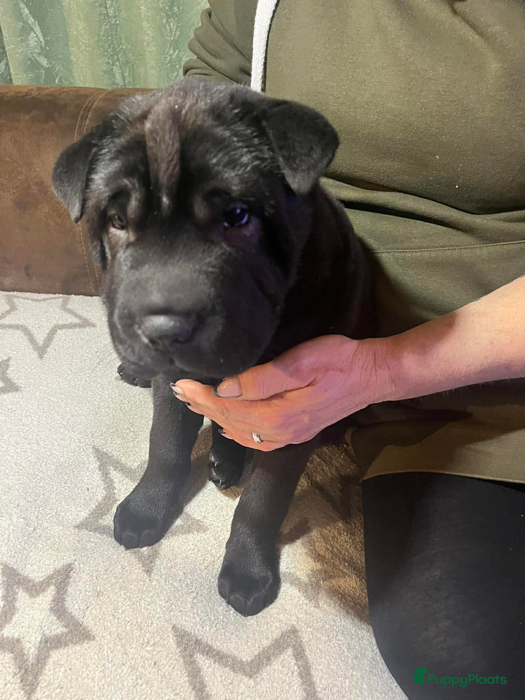 Shar Pei honden te koop: Sharpei - Advertentie 19