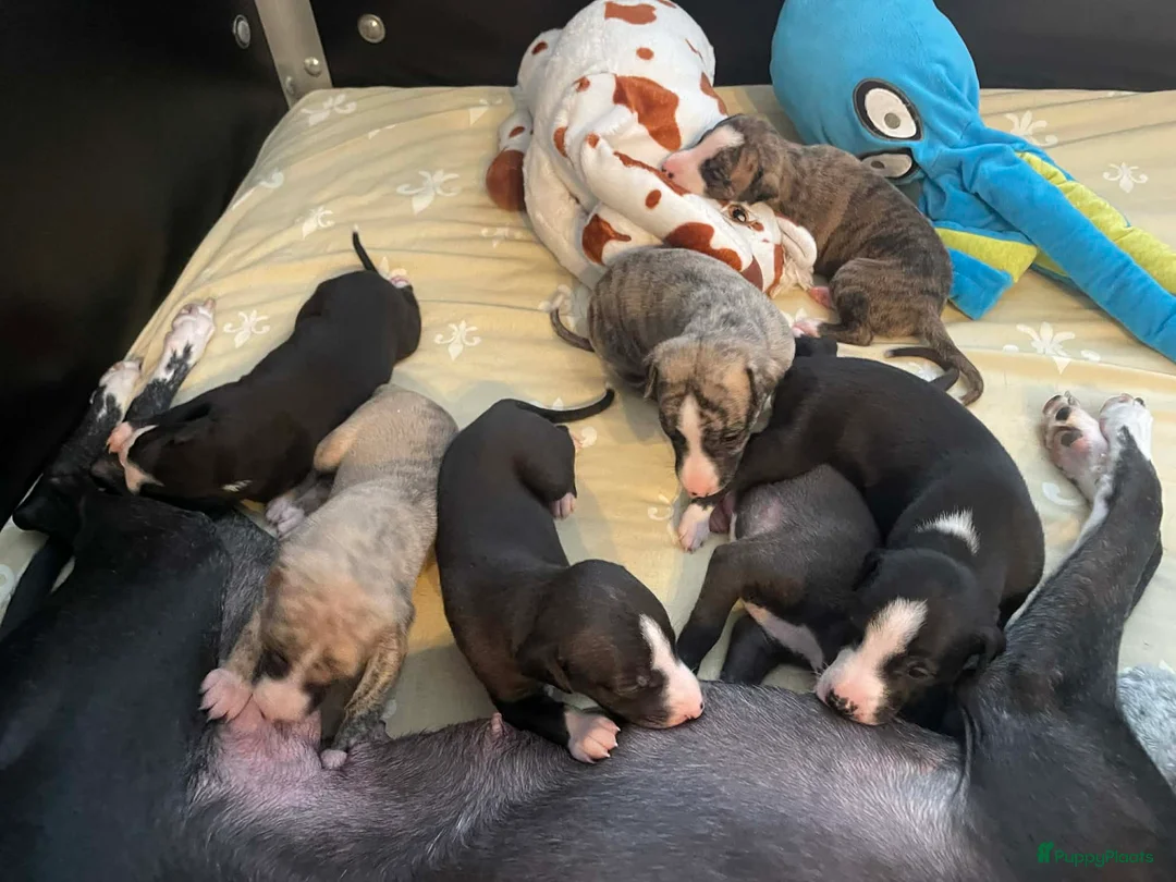 Whippet honden te koop: Prachtige Whippet pups, nog 2 reutjes beschikbaar. in Sint Pancras - Advertentie 2