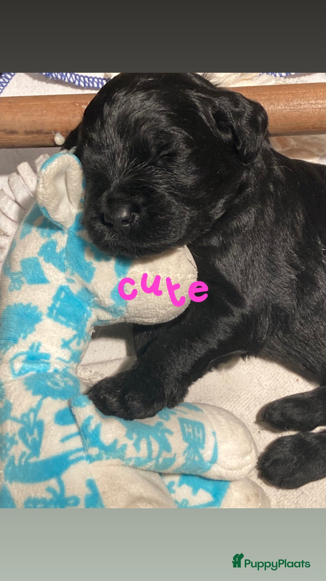Labradoodle honden te koop: Labradoodle puppies F4 multigen zwart - Advertentie 1