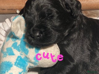 Labradoodle honden Labradoodle puppies F4 multigen zwart - Advertentie 2