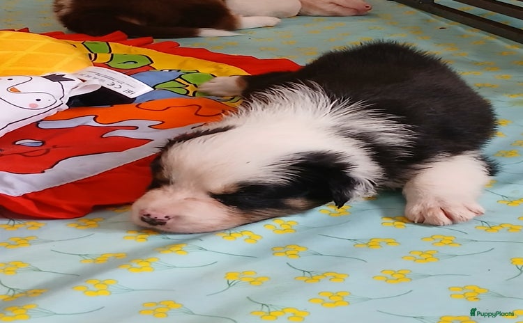 Australian Shepherd honden - Advertentie 2