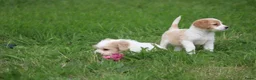 Kruising honden te koop: Kruising Cavalier King Charles Spaniel - Advertentie 11