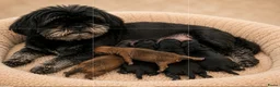 Kruising honden te koop: Mooie gezonde boomer pups. Maltezer maal shih tzu - Advertentie 3