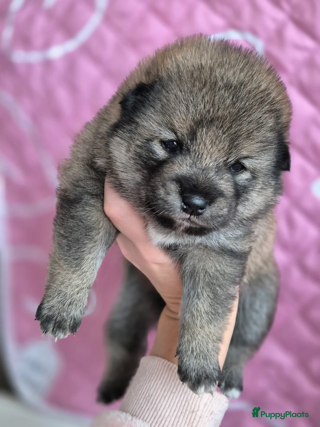 Kruising honden te koop: Prachtige Pomsky x Shiba pups - Advertentie 3