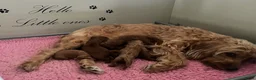 Cockapoo honden te koop: Cockapoo pups in Wanroij - Advertentie 2