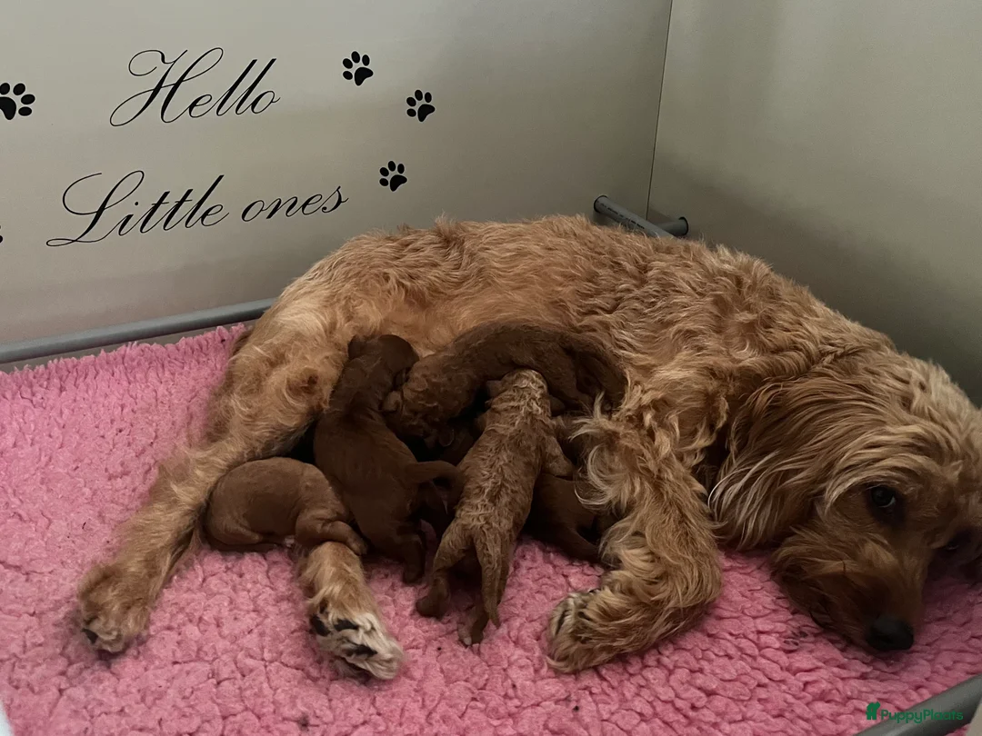 Cockapoo honden te koop: Cockapoo pups in Wanroij - Advertentie 2