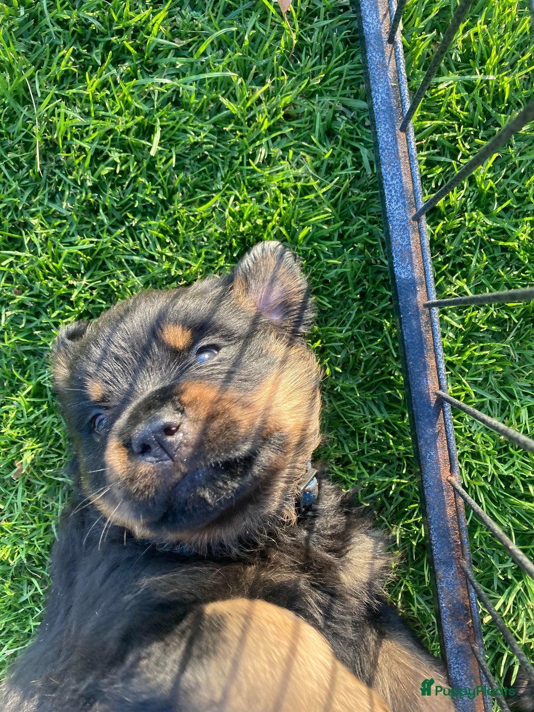 Rottweiler honden te koop: Mooie Rottweiler pups - Afbeelding 20