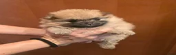 Pomeriaan honden te koop: Mooie Mini Pomeriaan pups - Advertentie 8