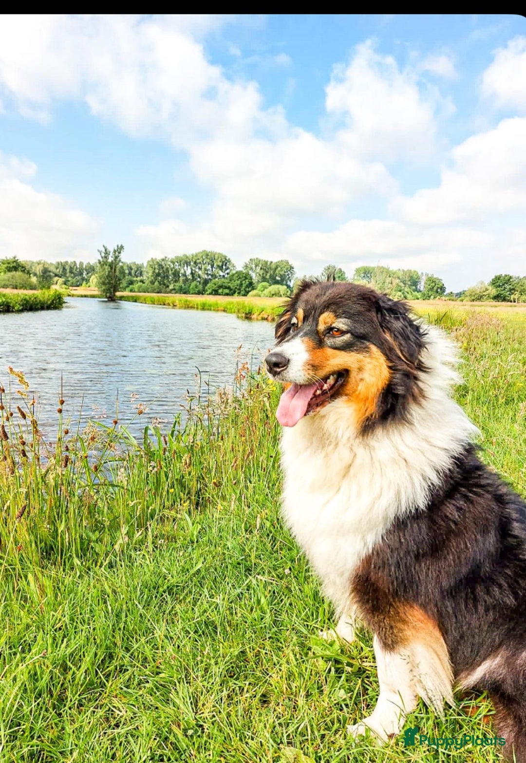 Australian Shepherd honden te koop: Prachtige raszuivere Australian Shepherd - Advertentie 1