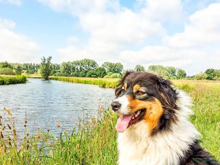 Australian Shepherd honden Prachtige raszuivere Australian Shepherd - Advertentie 1