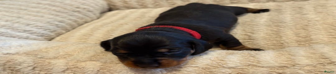 Pup Rood