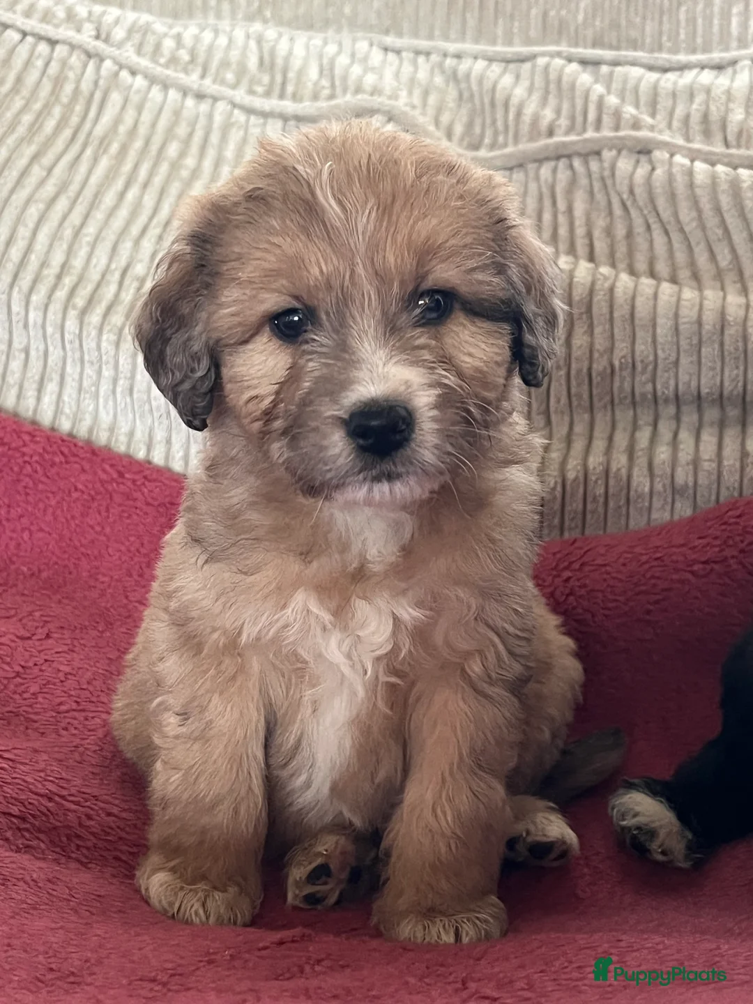 Kruising honden te koop: Prachtige aussidoodle pups - Advertentie 11