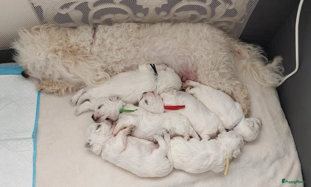 Bolognezer honden te koop: Super mooie bolognezer pupjes met stamboom in Waddinxveen - Advertentie 1