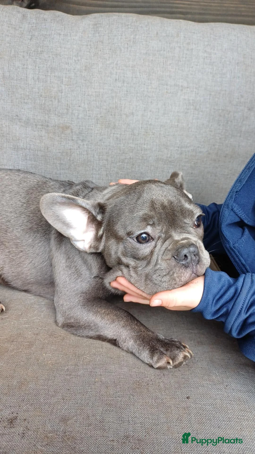 Franse Bulldog honden te koop: Franse bulldog pups wit blauw merle - Advertentie 10