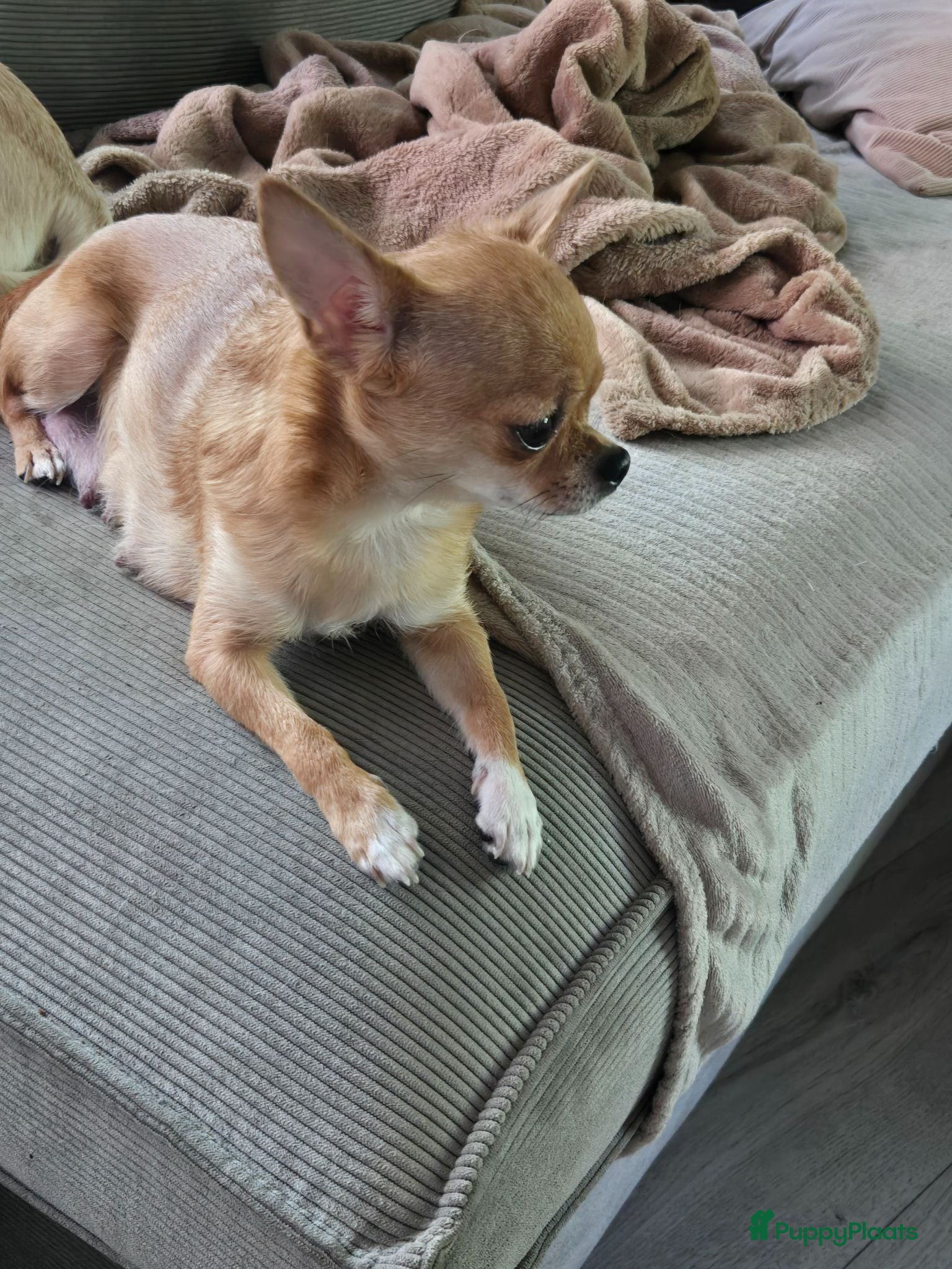 Chihuahua honden Lieve langharige knuffel chihuahua  - Advertentie 1
