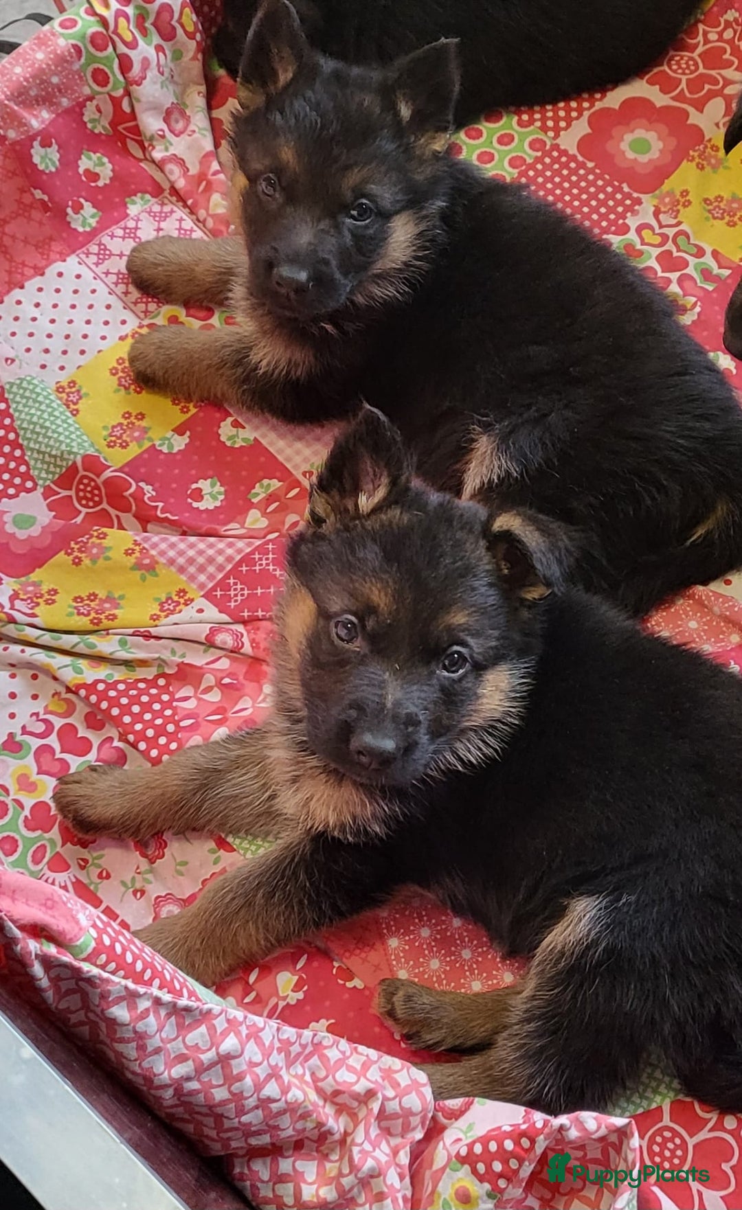 Duitse Herder honden te koop: Prachtig nest Duitse herder pups! - Advertentie 3