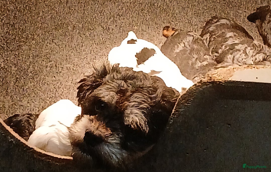 Kruising honden te koop: Prachtig nestje Boomer pups Cocker x Boomer  - Advertentie 6