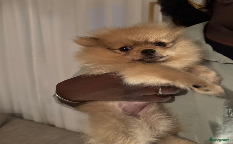Pomeriaan honden - Advertentie 6