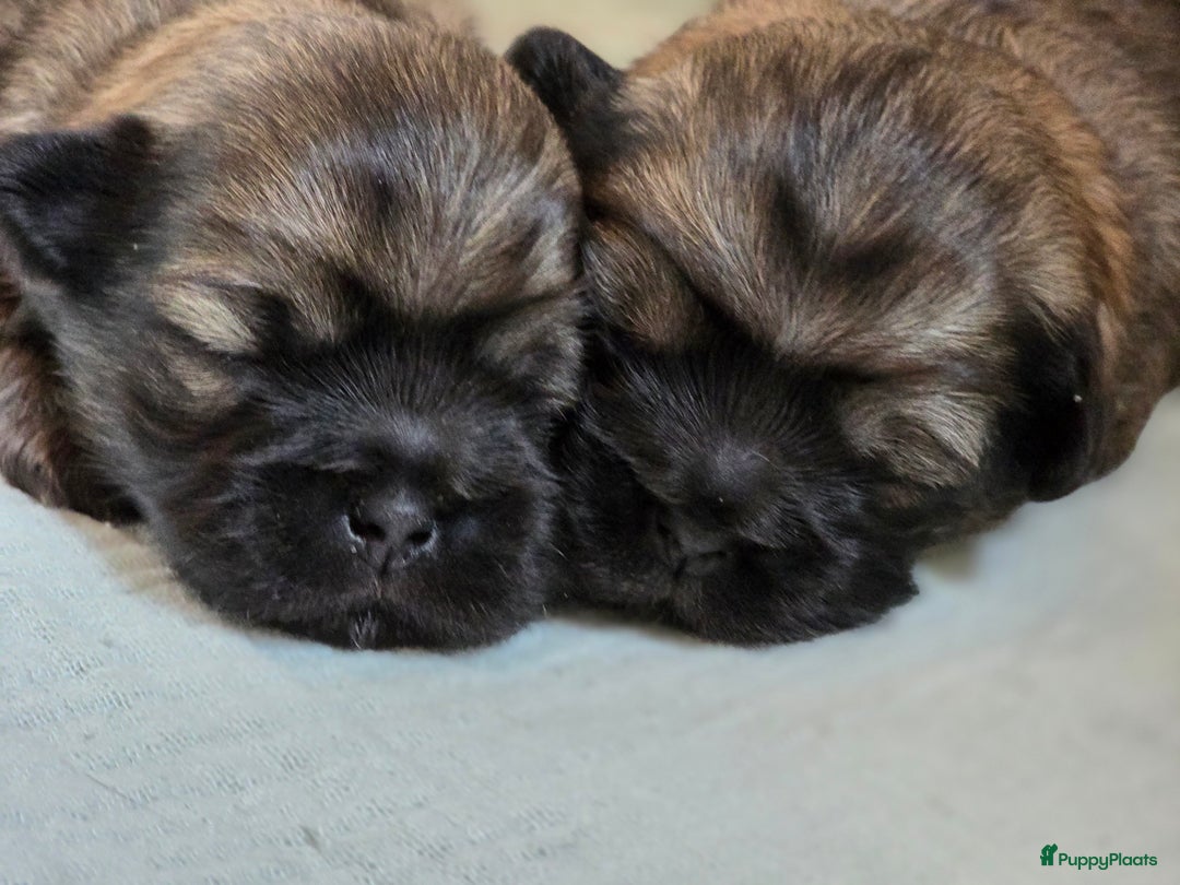 Tibetaanse Spaniel honden te koop: Tibetaanse spaniel pups beschikbaar (Groningen) - Advertentie 16