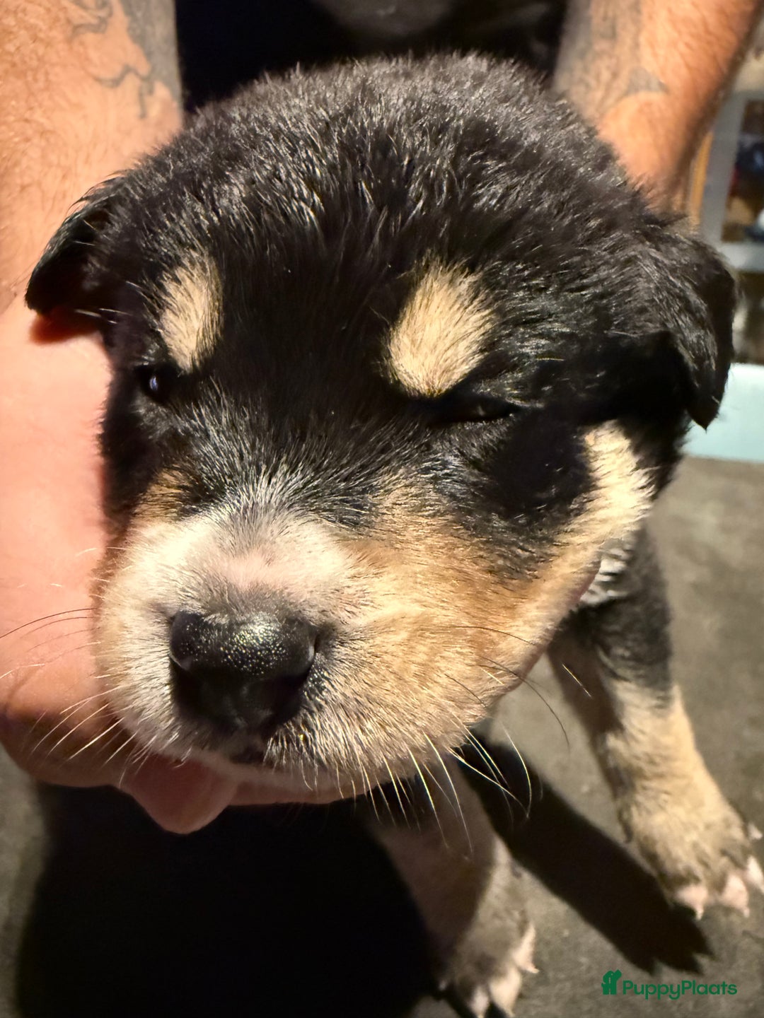 Kruising honden te koop: Super lieve bernskypuppy’s - Afbeelding 4