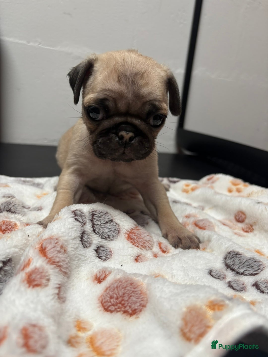 Mopshond honden te koop: Mopshond pups - Advertentie 5