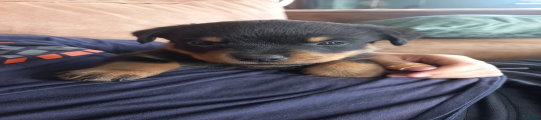 Rottweiler Puppy 8