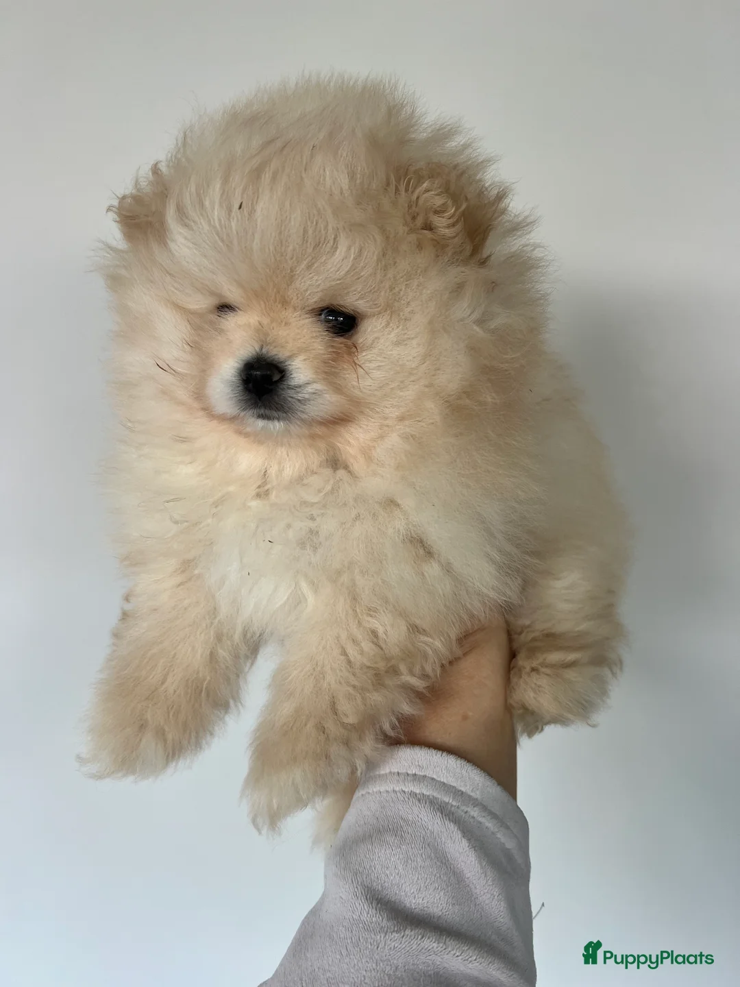 Pomeriaan honden te koop: Pomeriaan Reu - Advertentie 2