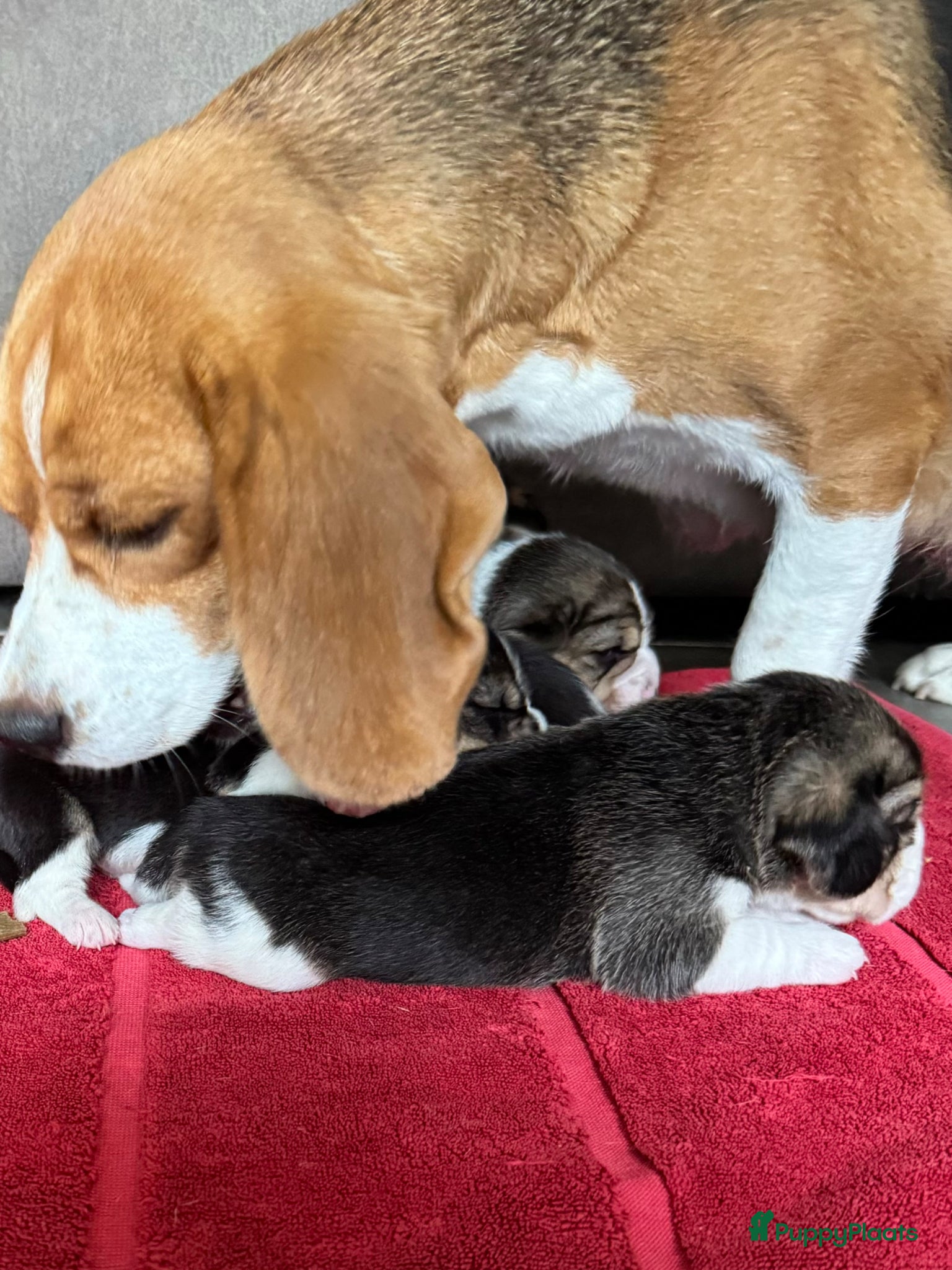 Beagle honden Beaglepups geboren!!! - Advertentie 1