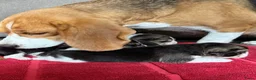Beagle honden te koop: Beaglepups geboren!!! - Advertentie 1