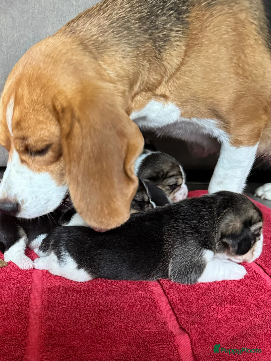 Beagle honden te koop: Beaglepups geboren!!! - Advertentie 1