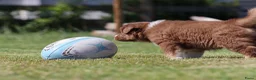 Australian Shepherd honden te koop: Australische herder pups huiselijk opgevoed  - Advertentie 5