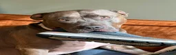 Kruising honden te koop: 5 puppers Red Nose Pitbull/American Bully - Advertentie 8