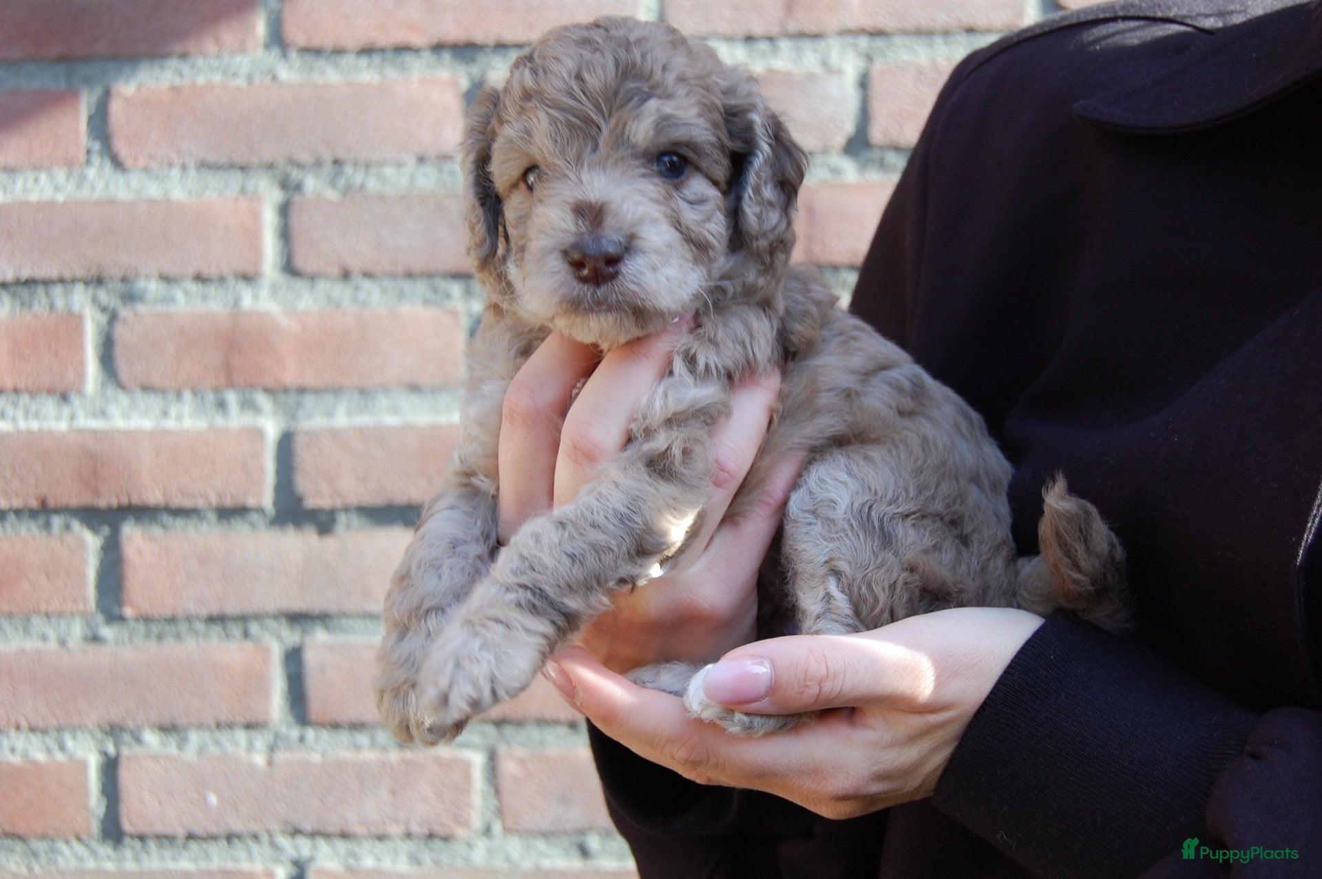 Labradoodle honden te koop: Prachtig mooie merle tan doodle’s  - Advertentie 2